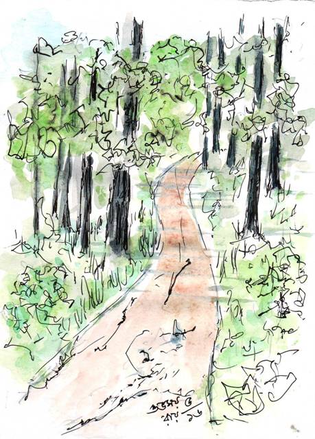 line-and-wash-drawing-of-forest